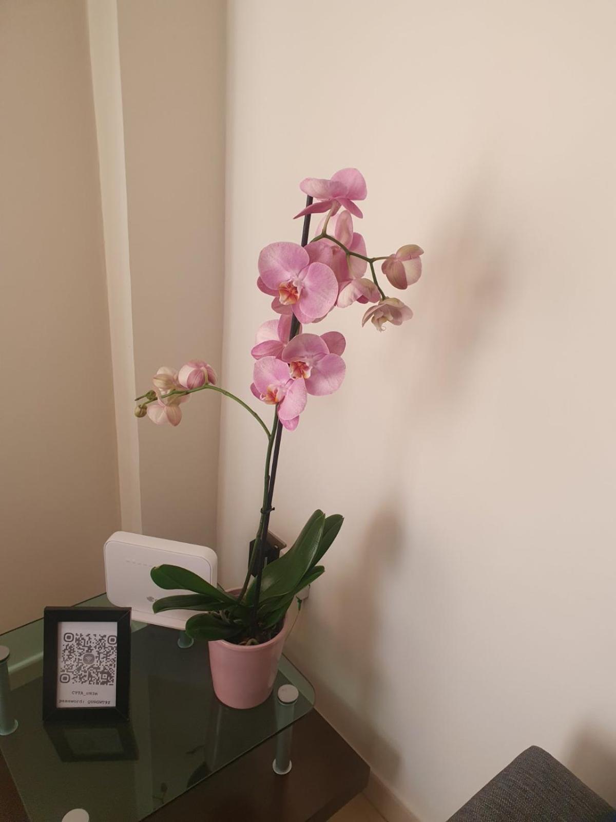 2 Bedroom Apartment, Zygos Centre Block D - By Imh Travel & Tours Daire Pafos